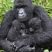 Mountain Gorilla Mother And Twins Poster