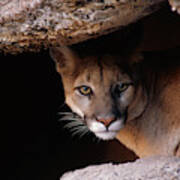 Mountain Lion Peering From Cave Poster