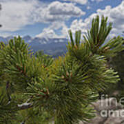 Colorado Mountain Pine Needles Poster