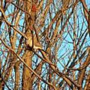 Mourning Dove Camouflaged Poster