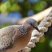 Mourning Dove Poster