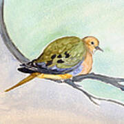 Mourning Dove Poster