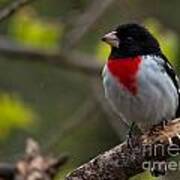 Mr. Rose Breasted Grosbeak Poster