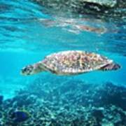 #mrturtle #maldives #sealife #sea Poster