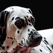 Ms Elegance. Kokkie. Dalmation Dog Poster