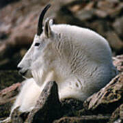 Mt Evans Mountian Goat Poster