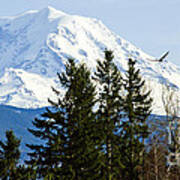 Mt. Rainier And A Bald Eagle Poster