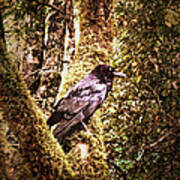 Muir Woods Raven 002 Poster