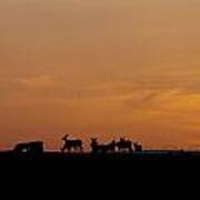 Mule Deer Sunset Poster