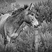 Mule In Wyoming Poster