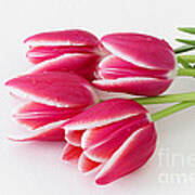 Multicolored Tulips Poster