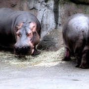 Munching Hippos Poster