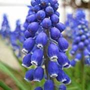 Muscari Or Grape Hyacinth Poster