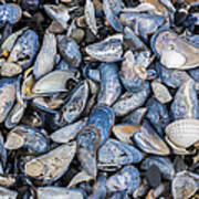 Mussel Beach Poster