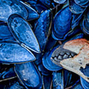 Mussels And Crab Claw At Low Tide Poster