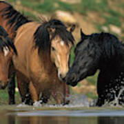 Mustangs At Waterhole In Summer Poster