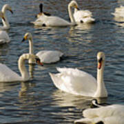 Mute And Whooper Swans Poster