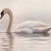 Mute Swan Painting Poster
