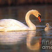 Mute Swan With Cygnet Poster