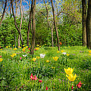 Mystic Forest With Flowers Poster