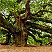 Mystical Angel Oak Tree Poster