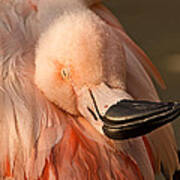 Napping On Flamingo Feathers Poster