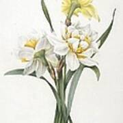 Narcissus Gouani Double Daffodil Poster