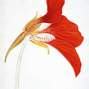 Nasturtium (tropaeolum Majus) Poster
