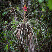 Native Epiphyte Poster