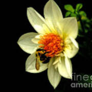 Natures Pollinator Poster