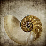 Nautilus Shell Poster