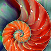 Nautilus Shell - Nature's Perfection Poster