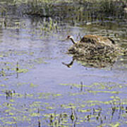 Nesting Sandhill Crane Poster