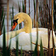 Nesting Swan Poster