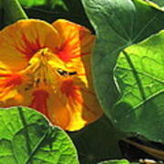 Nestled Nasturtium Poster