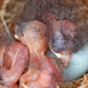 Bluebird Babies In Nest Poster