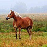 New Brunswick Horse Poster