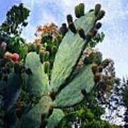 Nopales Cactus Poster