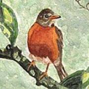 North American Robin Poster