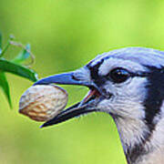 Northern Blue Jay Poster