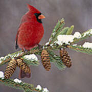 Cardinal And Pine Cones Poster
