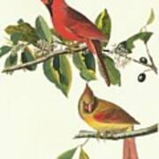 Northern Cardinal Birds Poster