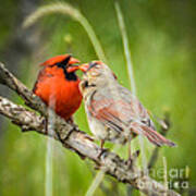 Northern Cardinal Male And Female Poster