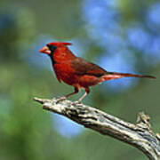 Northern Cardinal Male Texas Poster