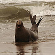 Northern Elephant Seal Poster