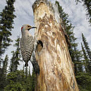 Northern Flicker At Nest Cavity Poster