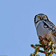 Northern Hawk Owl With His Capture Poster