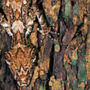 Northern Leaftail Gecko Saltuarius Poster