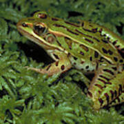 Northern Leopard Frog Poster