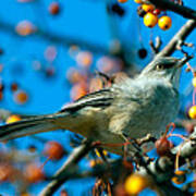 Northern Mockingbird Poster